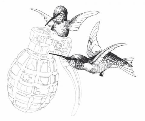 Dessin colibris © Dorothée Clauss